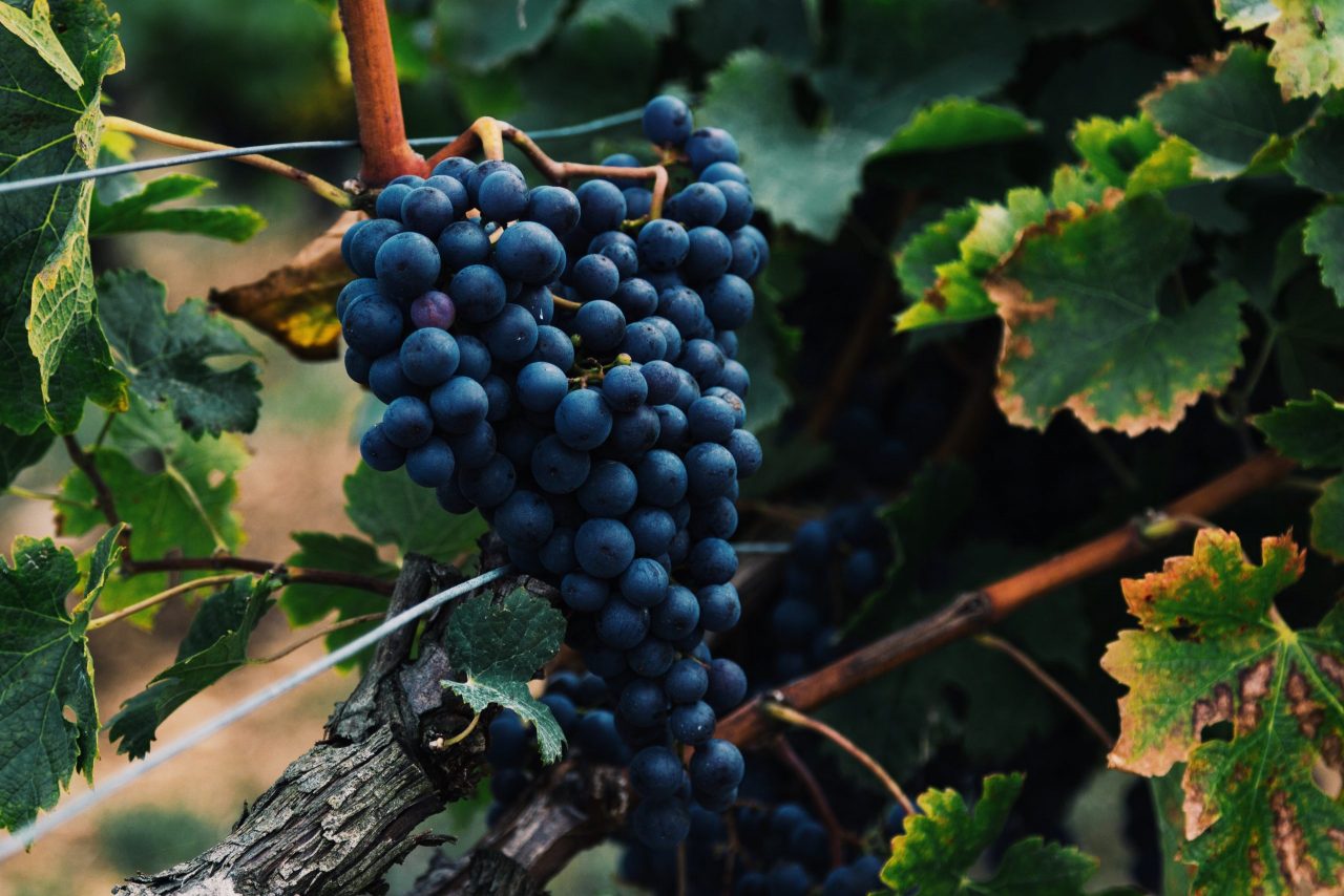 aree viti-vinicole della Toscana